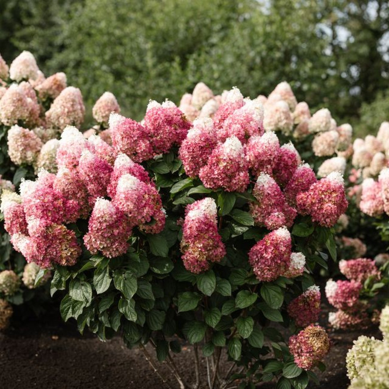 Obrázok Hortenzia metlinatá (Hydrangea paniculata) ´LIVING RED VELVET®´ by LIVING CREATIONS® - výška 20-30 cm, kont. C1,5L